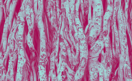 Il bandolo della biomassa - Una risorsa versatile e sostenibile