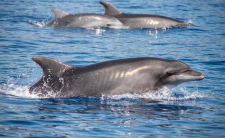 Un'immersione nel Santuario Pelagos - Proteggere i cetacei e gli ecosistemi marini