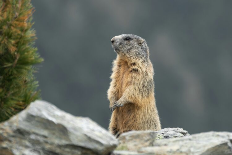 Rafsa Vildpäls, ovvero Lotte Pelomatto: potere, pregiudizi e marmotte ribelli
