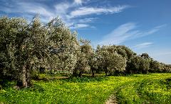 I segreti dell'olio - Trivia Game: impara giocando con Oleario