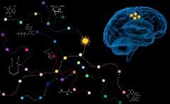 Immaginare l'invisibile - Le vie del metabolismo cellulare